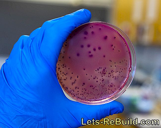 Bactéries coli dans l'eau de boisson - à quel point est-ce dangereux?