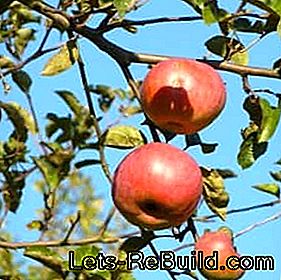 Raccolta delle mele in autunno: consigli per la raccolta: autunno