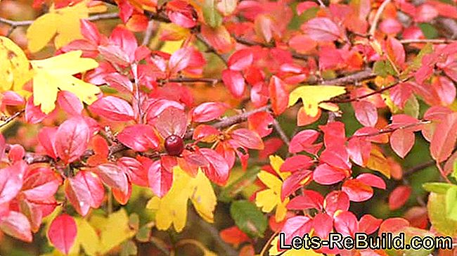 Flores y plantas de otoño: consejos para el jardín de flores otoñales.: otoño