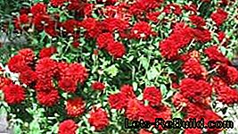 Flores y plantas de otoño: consejos para el jardín de flores otoñales.: flores