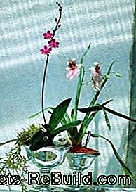 Verzorgingstips voor orchideeënsoorten - water Verzorgingstips voor orchideeënsoorten: zijn