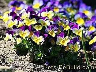 Sow flowers in spring: prefer flowers or sow directly: soil