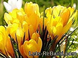 Spring messenger from flower bulbs: plant crocus: plant