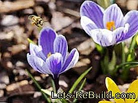 Spring messenger from flower bulbs: plant crocus: plant