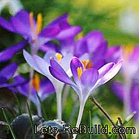Spring messenger from flower bulbs: plant crocus: messenger