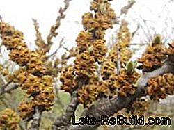 Šaltalankiai (Hippophae rhamnoides): šaltalankių sodinimas ir derliaus nuėmimas: šaltalankiai