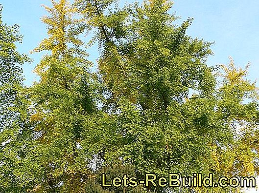 árbol de ginkgo