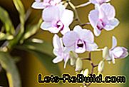 orkidé vård
