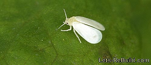 Moth Schildlaus (White fly)