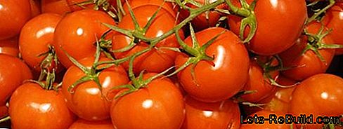 Plant De Tomates Dans Le Jardin Ou Sur Le Balcon