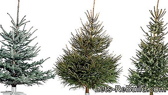 Juletræ sorter - Hvilket juletræ er den rigtige?