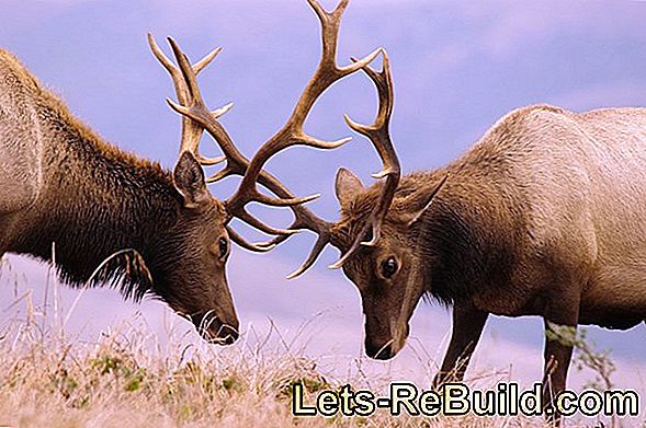 Elk And Reindeer Tinker