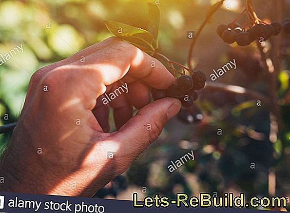 Plant, Cut And Harvest Black Chokeberries (Aronia)