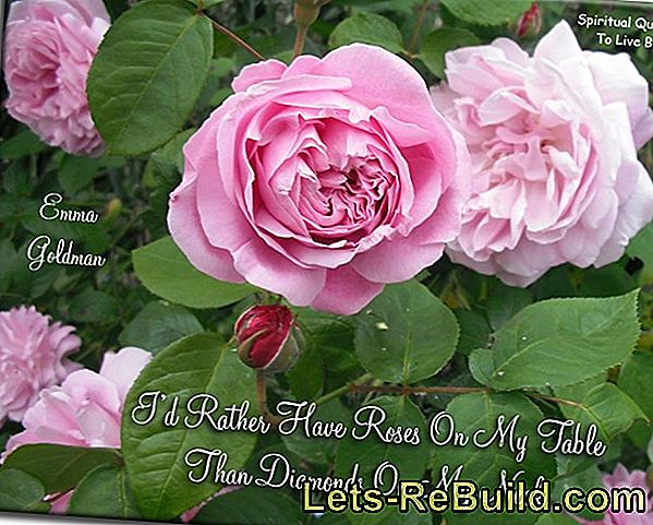 Plant and nurture roses