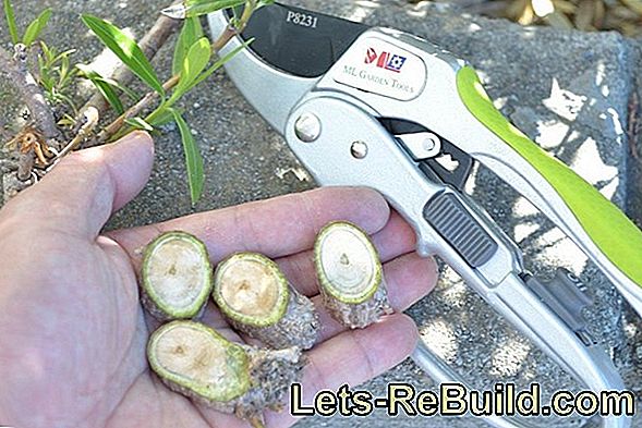 Pruning Shears Test: Pruning Without Effort?