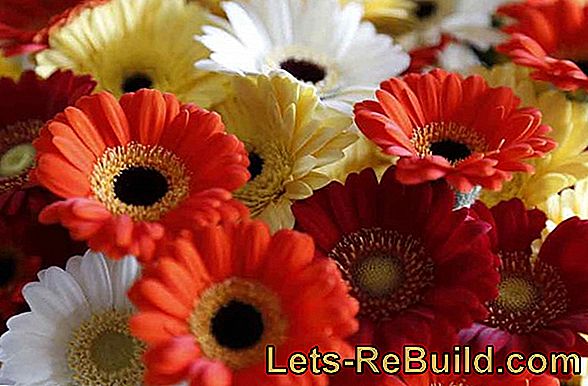 Cultivate Gerbera