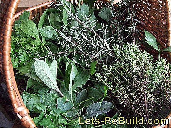 Mediterranean herbs