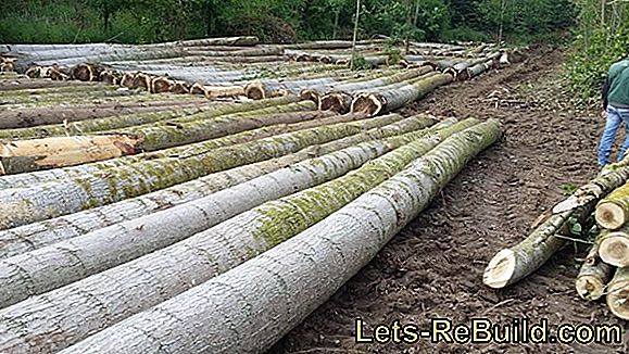 Poplar Wood As Firewood » Calorific Values ​​And Properties