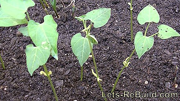 Plantar Y Cultivar Habichuelas Y Habichuelas.