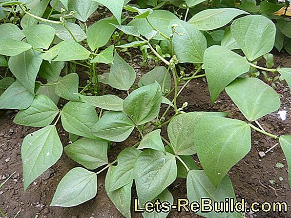 Planta De Frijoles