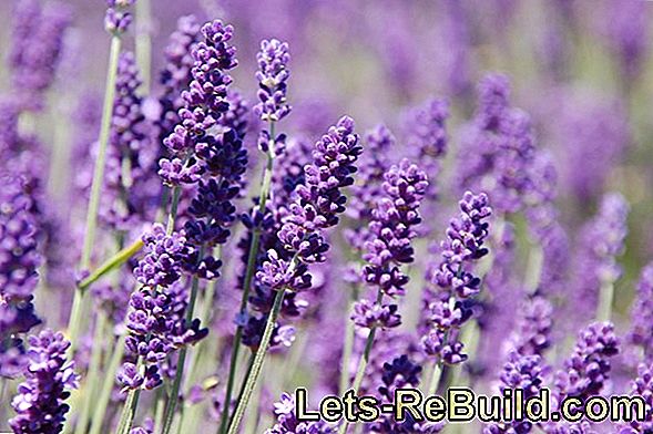 Lavendel: Provence oma aias