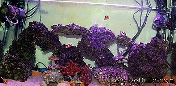 Retract Aquarium D'Eau De Mer » Ce Sur Quoi Vous Devriez Faire Attention