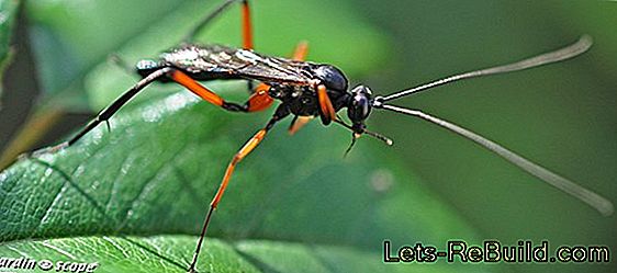 Chenilles: Les chenilles des papillons comme insectes nuisibles dans le jardin