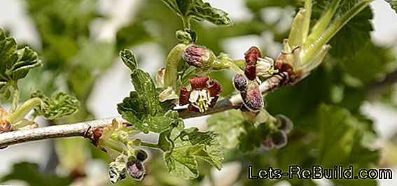 Planter Et Entretenir Aronia