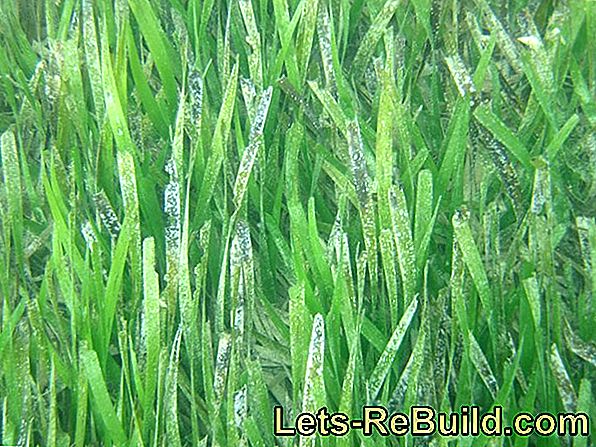 Seagrass Som Isolerende Materiale » Funksjoner, Fordeler Og Ulemper
