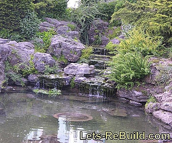 Piante acquatiche nel laghetto