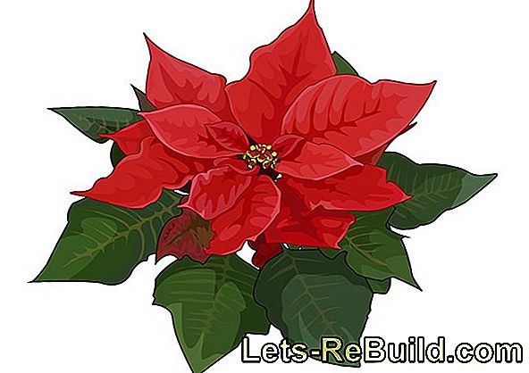 Poinsettia