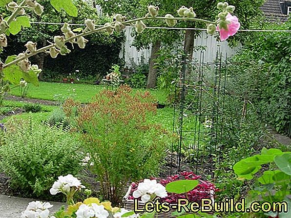 Garden gräns - häckar, buskar, trädgårdshegn och väggar