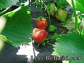 Nu plantera jordgubbar för nästa år: jordgubbar
