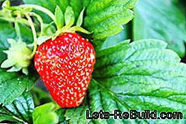 Nu plantera jordgubbar för nästa år: Plantera